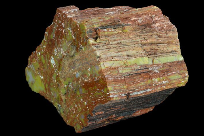 Thick, Polished Petrified Wood Section - Arizona #129453